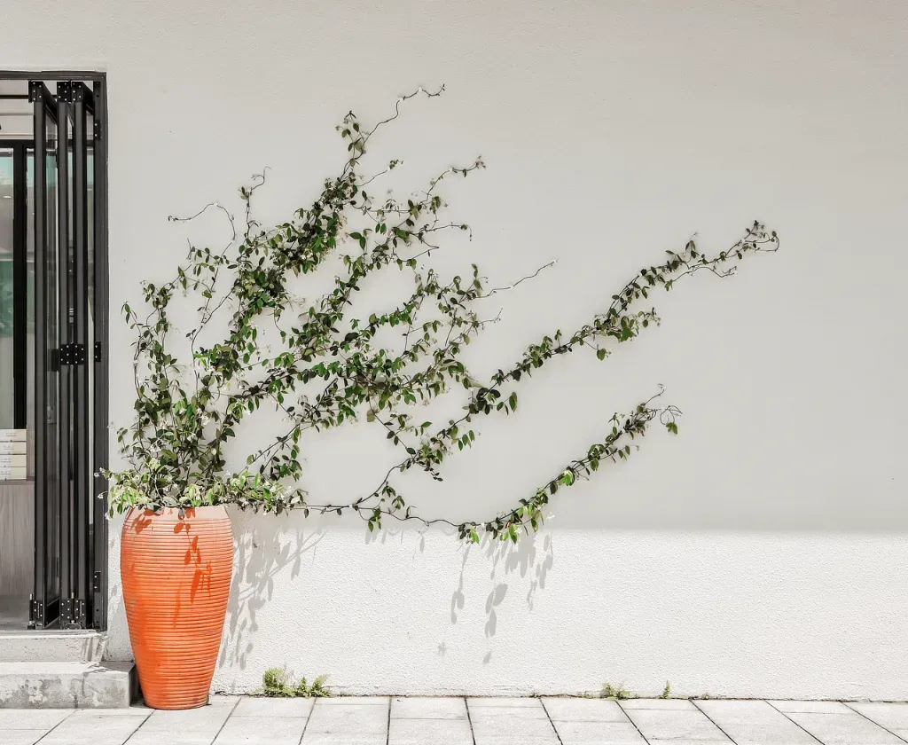 Pnącza na zacienione miejsca