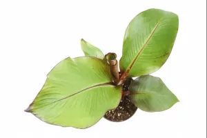 Jak sprawić aby bananowiec zaowocował w domu