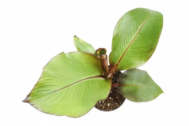 Jak sprawić aby bananowiec zaowocował w domu