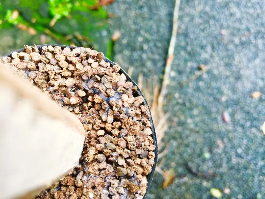 Perlit w produkcji roślinnej